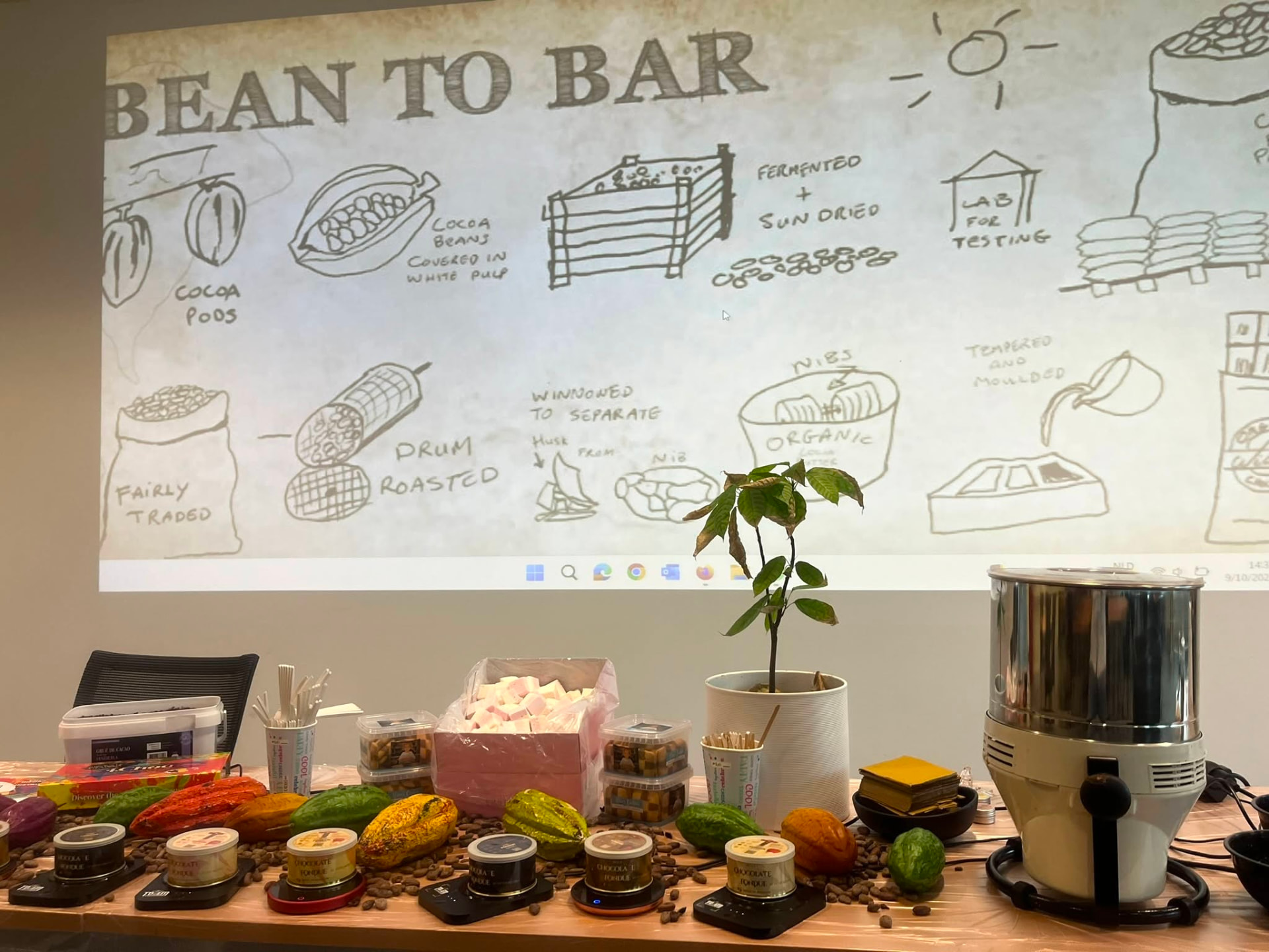 Présentation Bean to Bar avec cabosses, fèves de cacao et différentes étapes de transformation du chocolat.