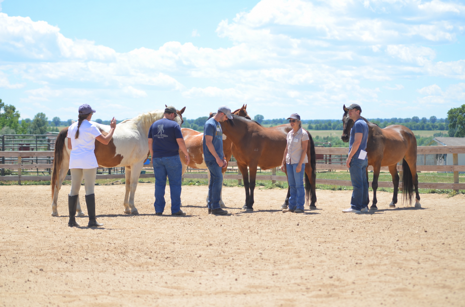 Des participants expérimentent la relation et la communication avec des chevaux lors d’un atelier d’équicoaching.